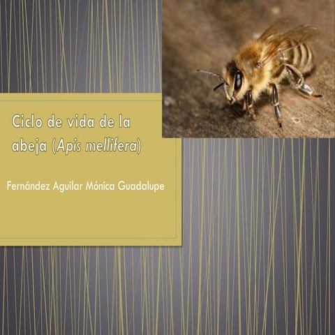 Ciclo de vida de la abeja (Apis mellifera) final | PPTX