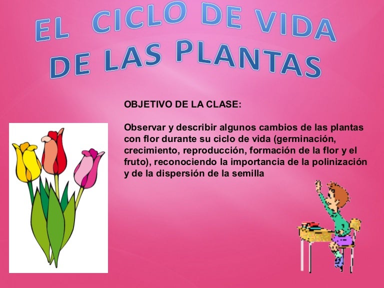 pic Imagenes Del Ciclo De La Vida De Las Plantas ciclo de vida de las plantas