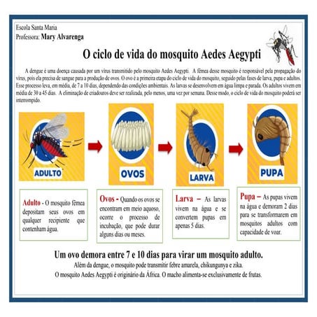 Ciclo de vida do mosquito Aedes Aegypti.