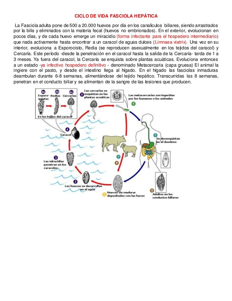 Ciclo De Vida Fasciola Hepática