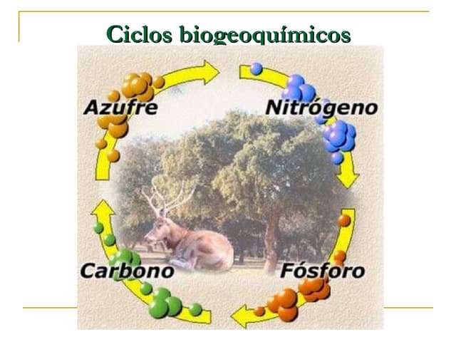 Ciclo do carbono