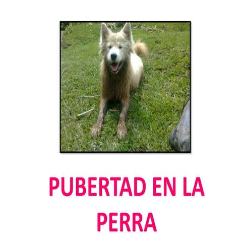 Ciclo estral de la perra