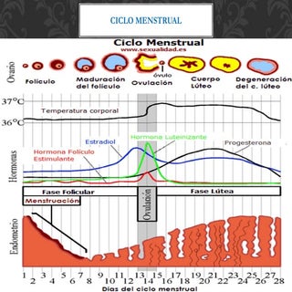 Ciclo menstrual