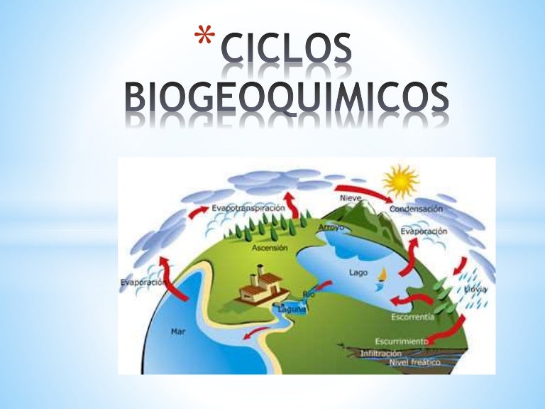 Ciclos biogeoquimicos