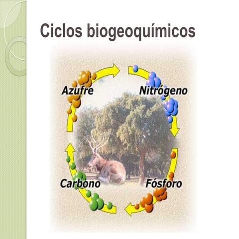 Ciclos biogeoquimicos 
