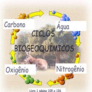 Ciclos biogeoquímicos 