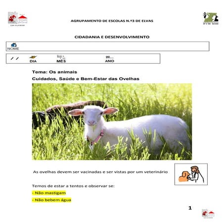 Cidadania e desenvolvimento direitos dos animais: ovelhas