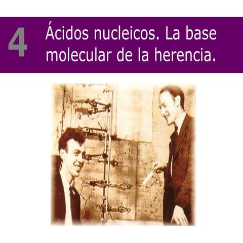 Ácidos nucleicos