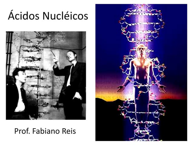 áCidos nucléicos slides