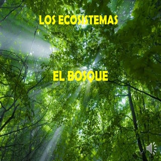 Bosque 2