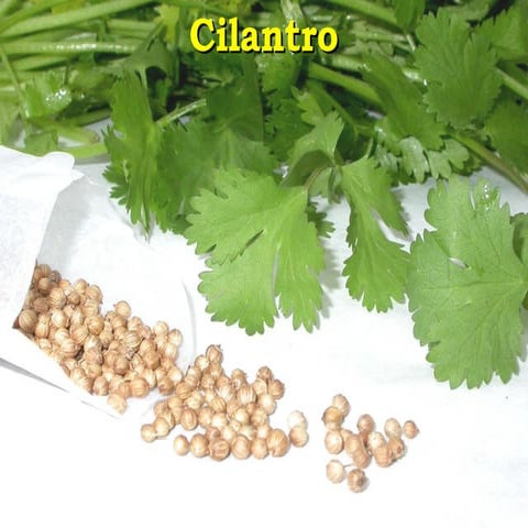 Cilantro