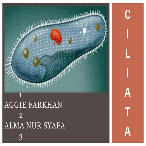 Protista > Protozoa > Ciliata