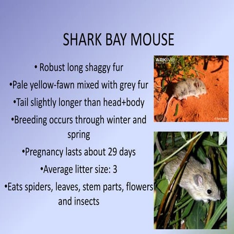 Shark Bay Mouse | PPTX