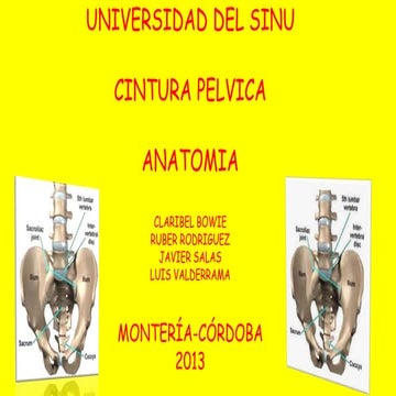 ANATOMIA DE LA CINTURA PELVICA