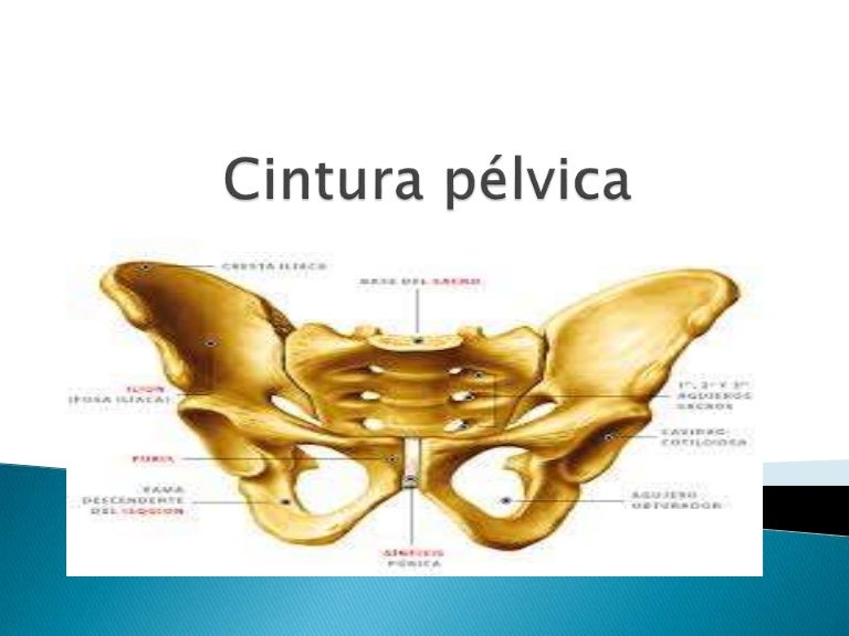 Cintura pélvica