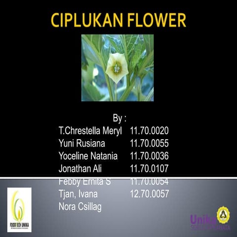 Ciplukan flower