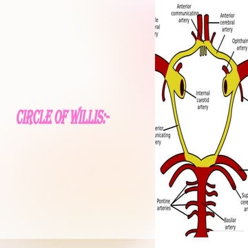 Circle of willis | PDF