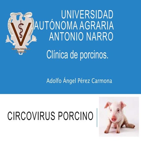 Circovirus porcino