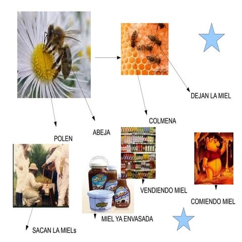 Ciclo Productivo De La Miel FERNANDO A