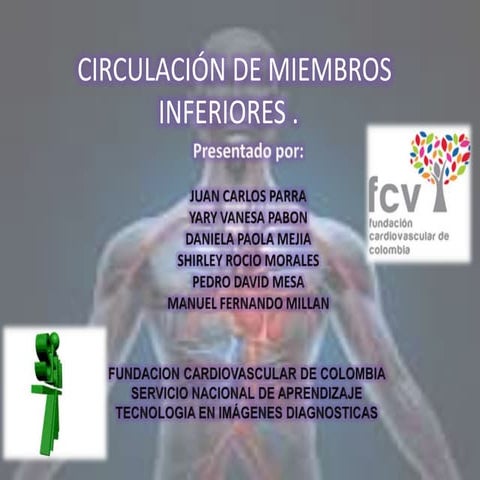 Circulación de miembros inferiores danielamejia (1)