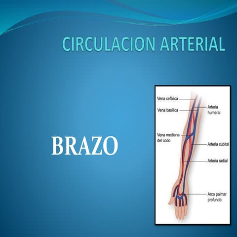 Circulacion arterial