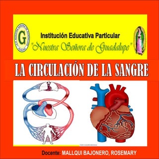 Circulacion de la samgre