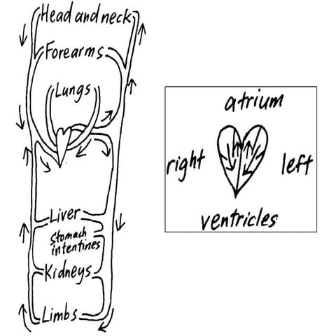 Circulation | PPT