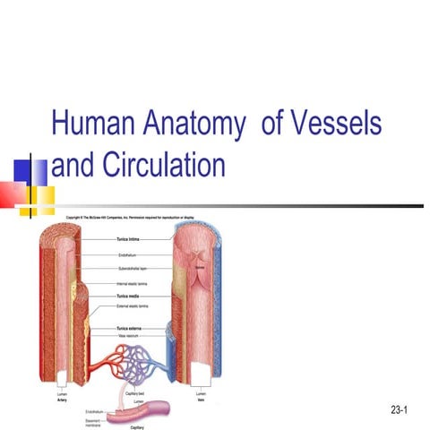 Circulation | PPT