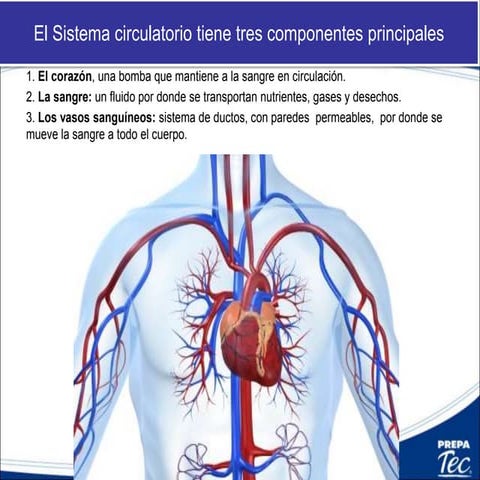 Circulation jorge2016 esp