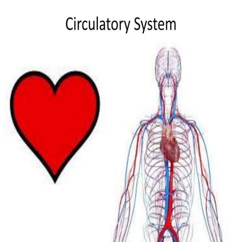 Circulatory system