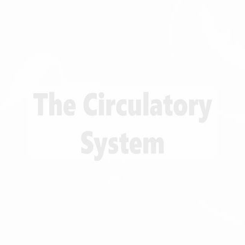 circulatory-system.pptx
