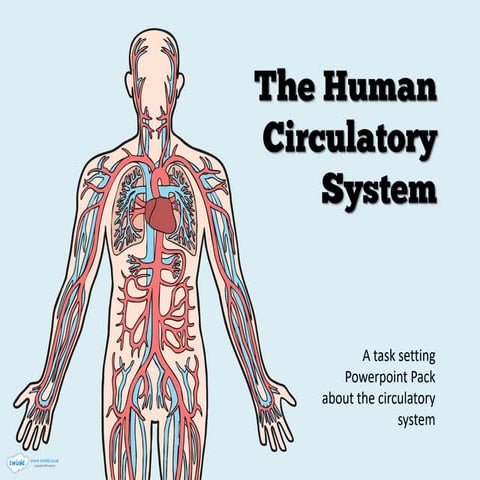 Comprehensive PowerPoint Pack on the Human Circulatory System | PDF