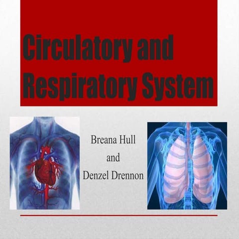 Circulatory and Respiratory Systems