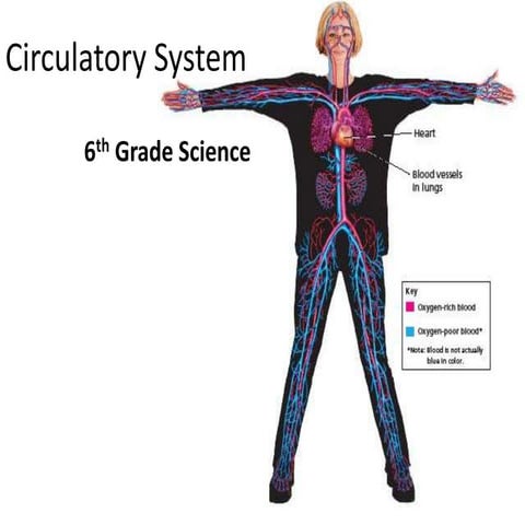 Circulatory system