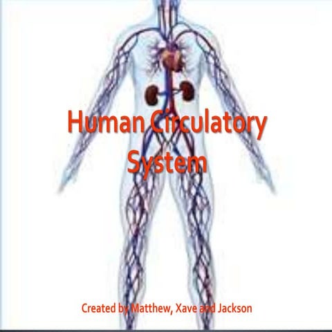 Circulatory system