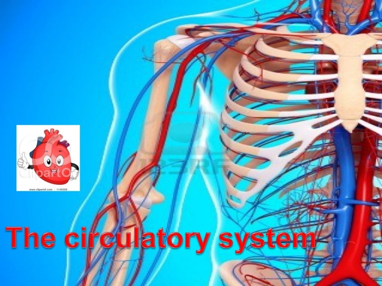 Circulatory system