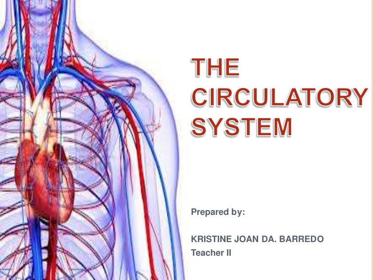 Circulatory System