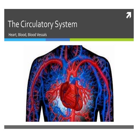 Anatomy--Circulatory and Cardiovascular Systems Notes