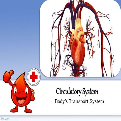Circulatory system