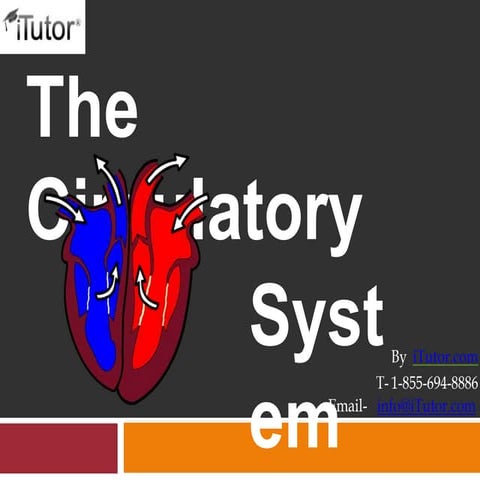 Circulatory system