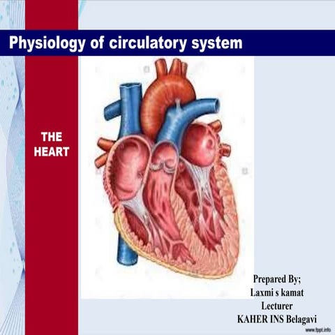 Circulatory system