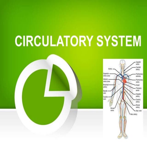 Circulatory System