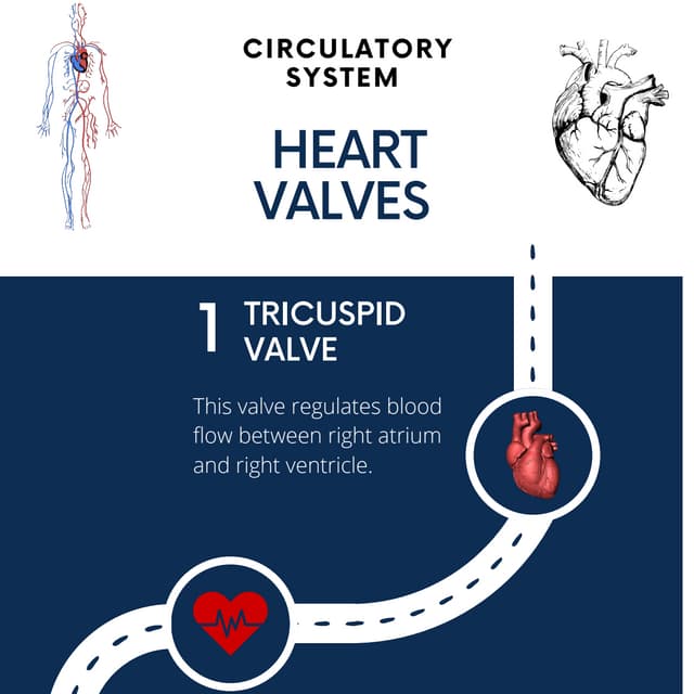 Heart Valves Infographic PDF