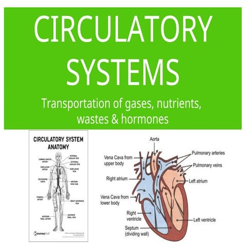 A circulatory systems of humans including heart, pumping organ.ppt