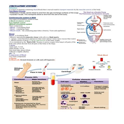 Circulatory System by Sami