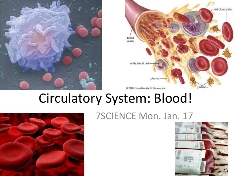 Circulatory system blood