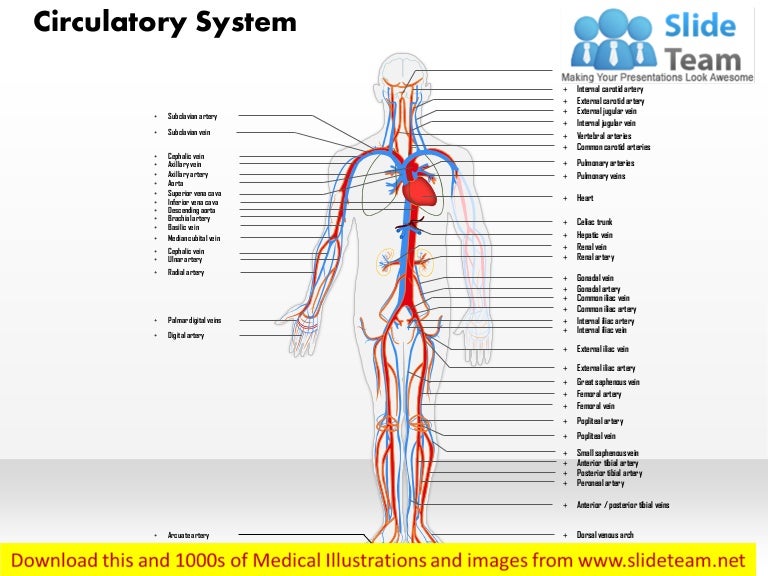 Circulatory system medical images for power point