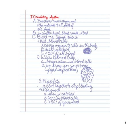 Circulatory System Notes Pdf