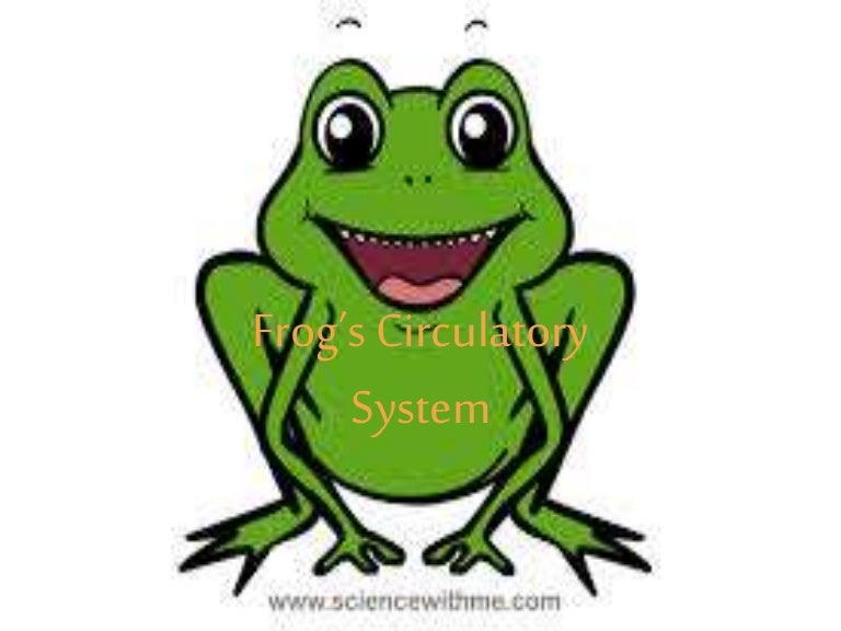 circulatorysystemoffrog 150304003458 conversion gate01 thumbnail 4jpgcb1425429368 - Picture Of A Frog circulatorysystemoffrog 150304003458 conversion gate01 thumbnail 4jpgcb1425429368 - Picture Of A Frog