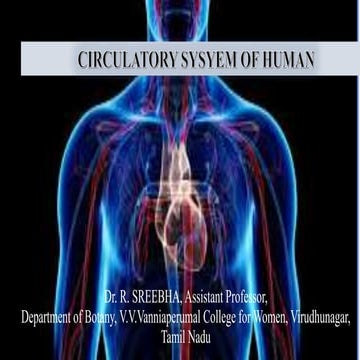 Circulatory sysyem of human